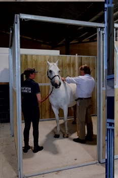 Pony Measuring - 1st of October